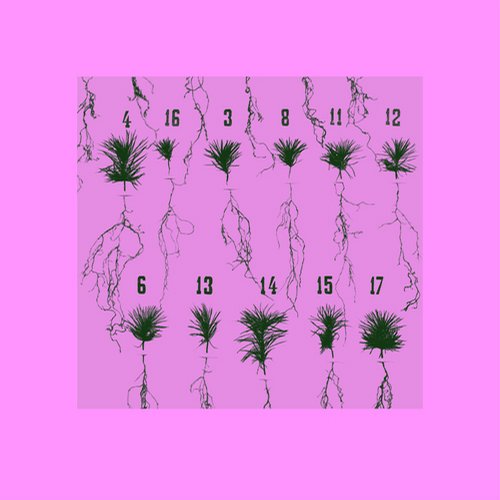 Thomalla – Imaginary Solutions