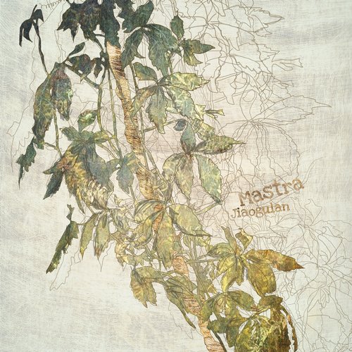 Mastra – Jiaogulan