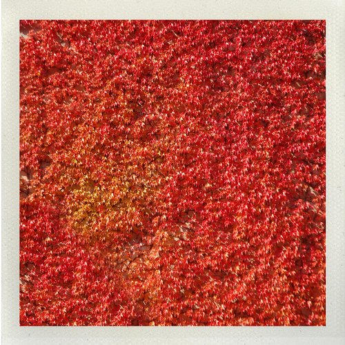 Dirk Sid Eno – Herbstzeitlose