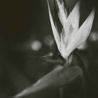 Sanctuary – Our Meadows are on Fire