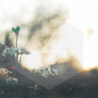 lycoriscoris – Transient