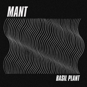 MANT – Basil Plant