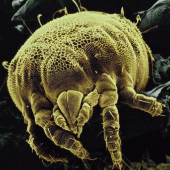 DJ Plant Texture – Cyclone