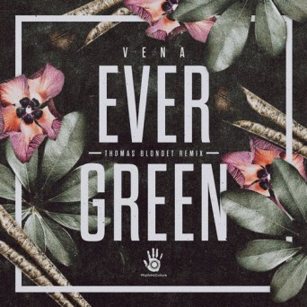 VENA – Evergreen