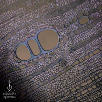 Alex Tomb – Buds Of Pantelleria EP