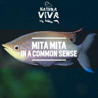 Mita Mita – In a Common Sense