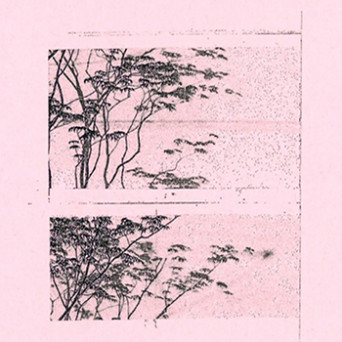 Angelo Harmsworth – Eucalyptus