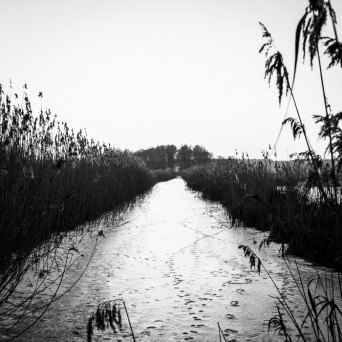 Armando Letico – Tribsees