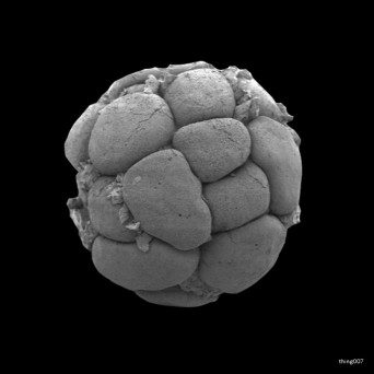 About130 – Construct