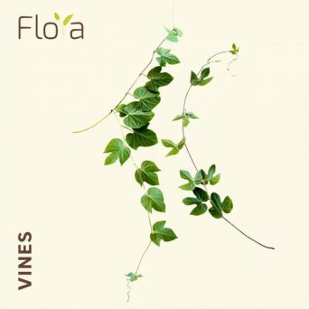 Flora: Vines