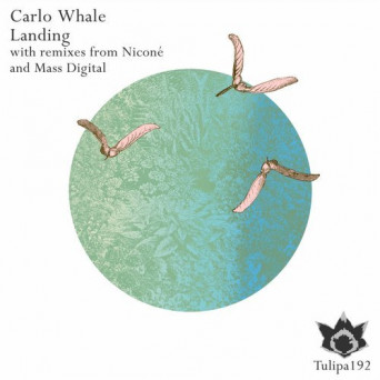Carlo Whale – Landing