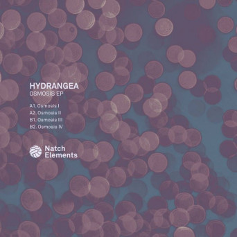 Hydrangea – Osmosis
