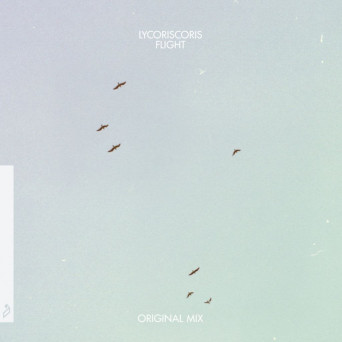 Lycoriscoris – Flight