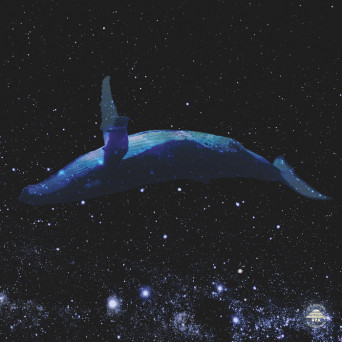 Hans Berg – Whales