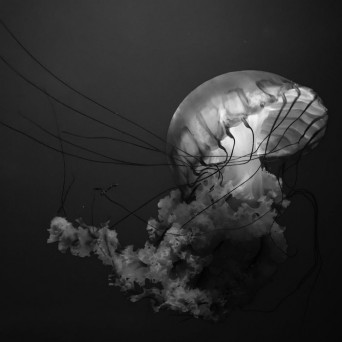Hannes Wiehager – The Abyss