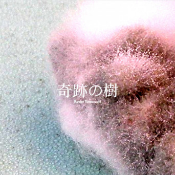 Ryogo Yamamori – Moringa – The Miracle Plant