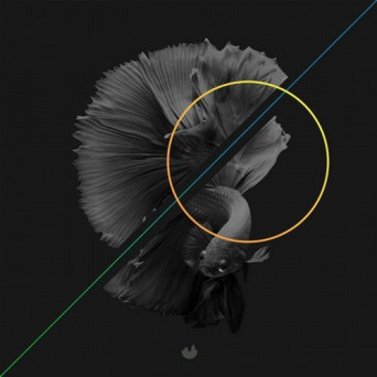 Dangur – Black Fish
