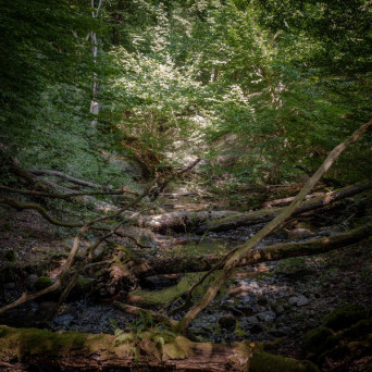 Henrik von Euler – Hemskogen