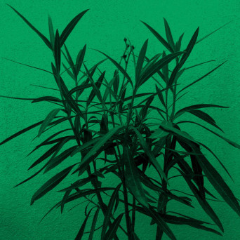 Winter in June & Vâyu – Dance of The Kachinas