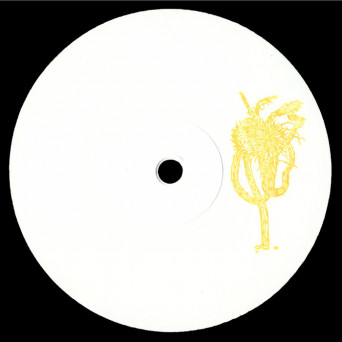 Tlim Shug – Selenicereus grandiflorus
