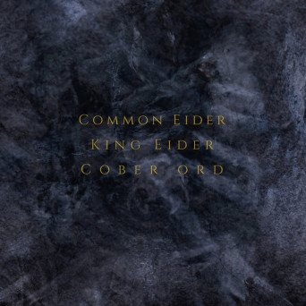 Common Eider, King Eider – Palimpsest
