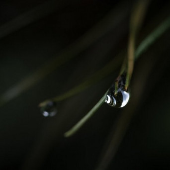 Forest On Stasys – In Search Of Balance