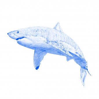 Kyle Hall – The Shark