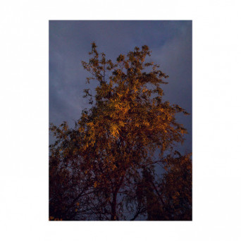 Shuray & Walle – Transferred