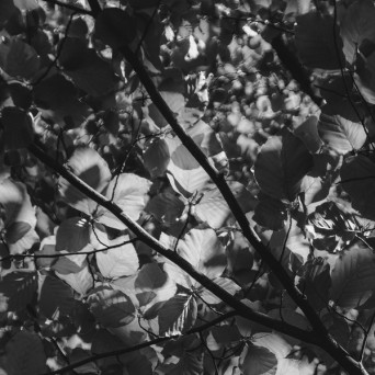 Pîrvu – TT EP [VINYL]