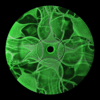 Meg Ward – Connections [Hi-RES]