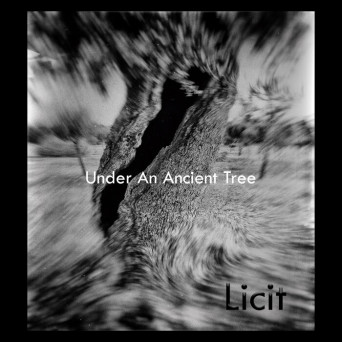 Licit – Under an Ancient Tree