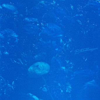 fleet.dreams – B4theblossom