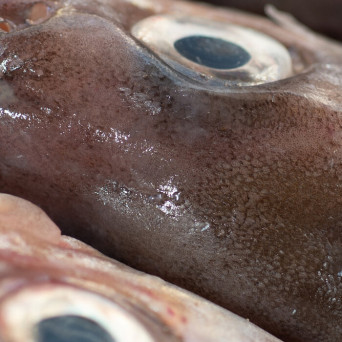 Paradise Circus – Surrender