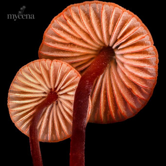 Nathan Hayes – Mycena Media – Synthetic