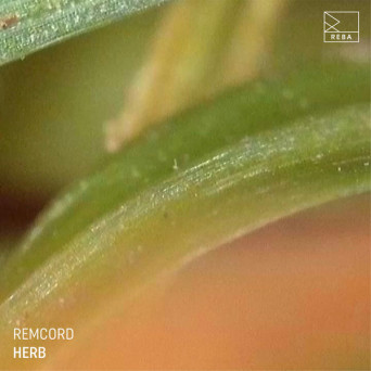 Remcord – Herb EP