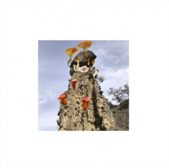Romain Lanteaume – Les Champignons