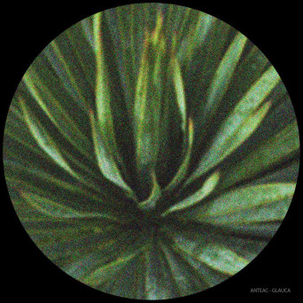 Anteac – Glauca