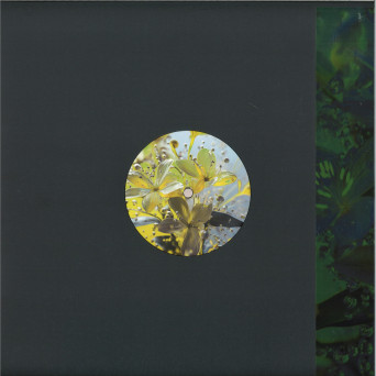 BufoBufo – Celandine