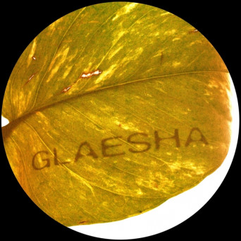 Glaesha – Memory Implant