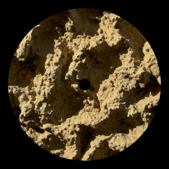 Franco Rossi – Phyllophaga