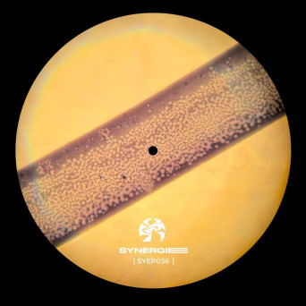 Frieder – Beyond the Linear