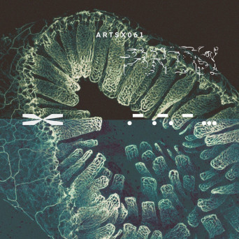 DBFB – Bare Roots EP