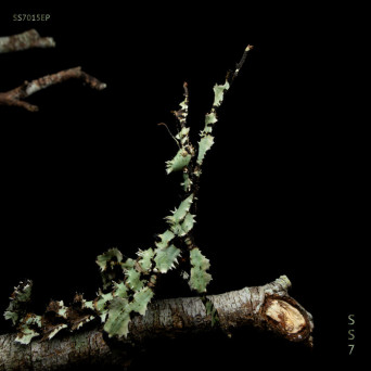 TRUXX – Photonic Eclipse