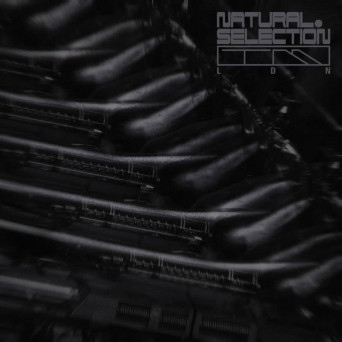 Swarm Intelligence – Radiance EP