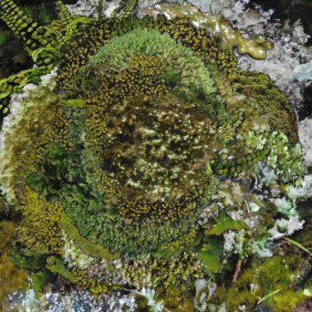 Kinzua – Never Fret, Never Fail