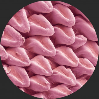 VA – Expansions VA