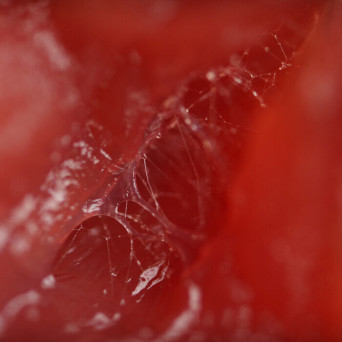 Skungal – Cold Surge