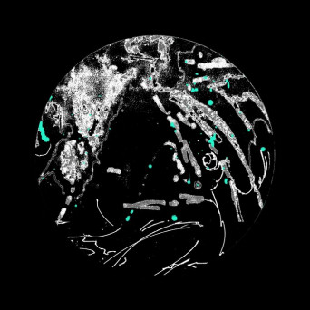 Rare Mamba – White Lotus