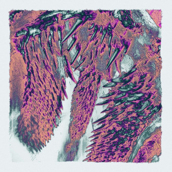 Throwing Snow – Canines