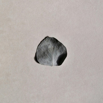 Singular Anomalies – Hold On